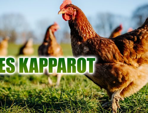 Les Kapparot